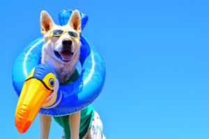Image of Dog wearing sun glasses with toucan inflatable ring around his neck